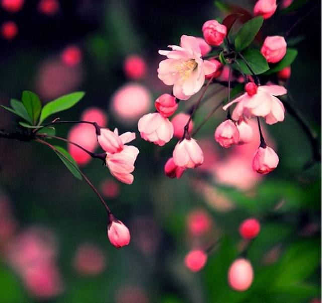 【诗词鉴赏】风流犹有海棠花,古诗词里的海棠花,娇艳无比!