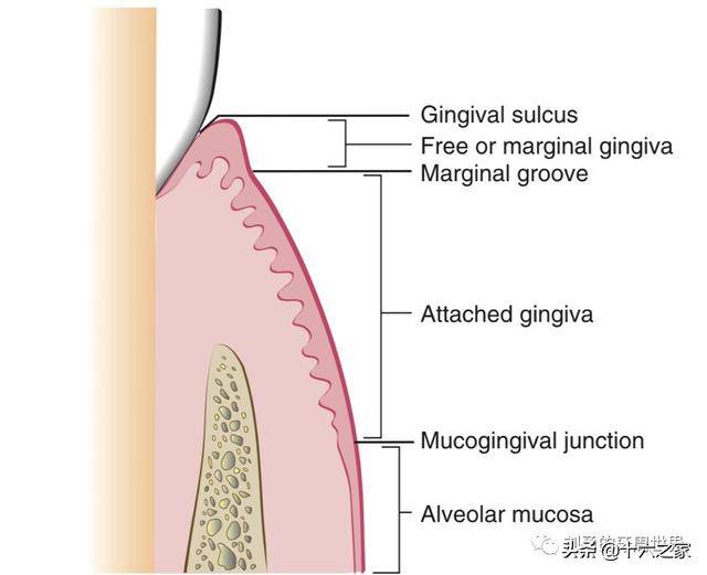 包括三个区域: 1,口腔上皮,位于游离龈和附着龈的表面,面朝口腔,特点