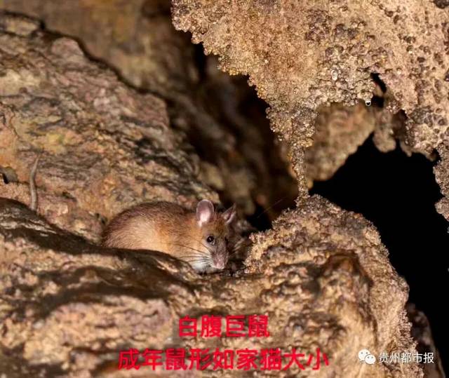 贵阳一探险队在地下洞穴里发现神秘的动物世界