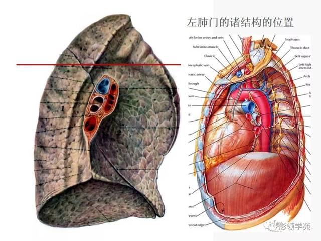 肺段与肺内管道应用解剖