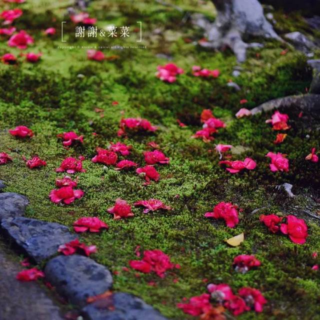 京都的花季,由椿花拉开序幕