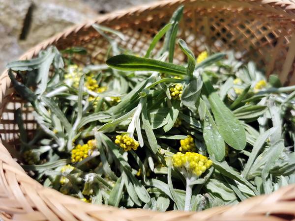 春天的野菜鼠麴草,福州人拿它来制作清明果