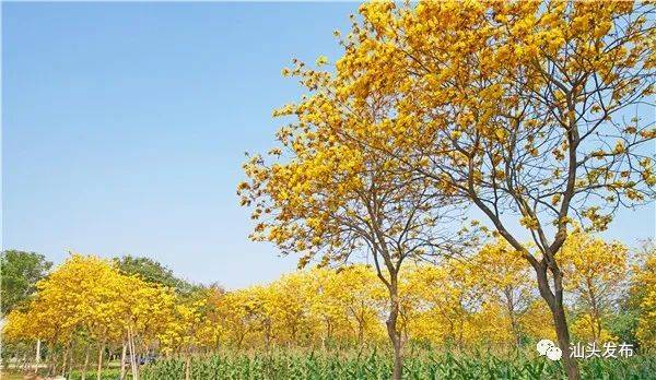 满城盛开黄花风铃木的日子里,让我说声"谢谢您"!