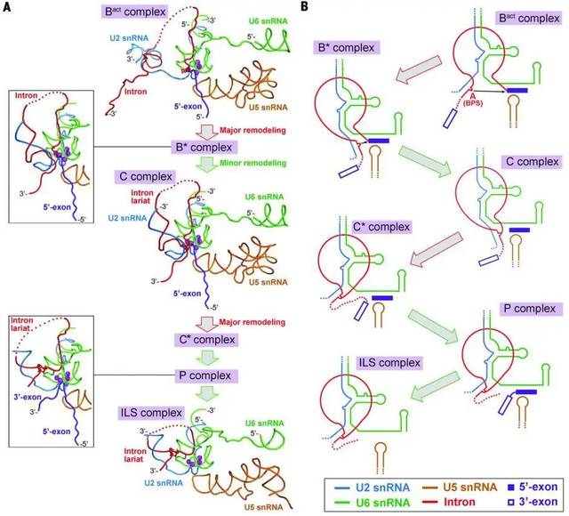 rna 构象水平上前 mrna 剪接的工作模式图片来源:science