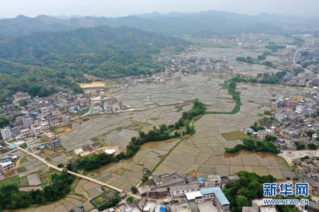 无人机航拍位于新荣镇扶中村的北流市富硒水稻(核心)示范区.