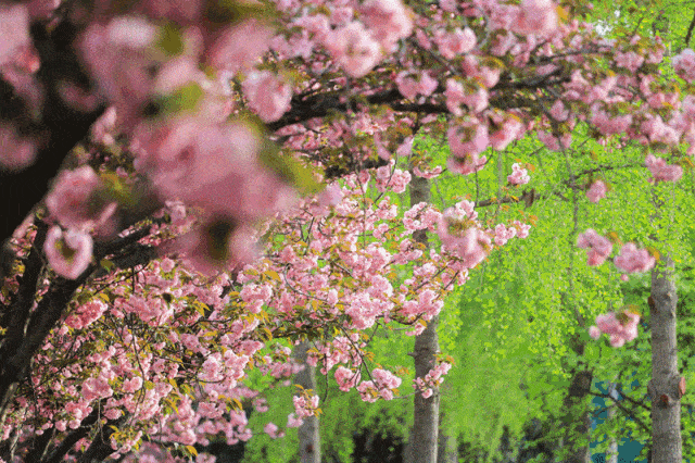2020年西安赏花地图上线,隔着屏幕都能闻到花香