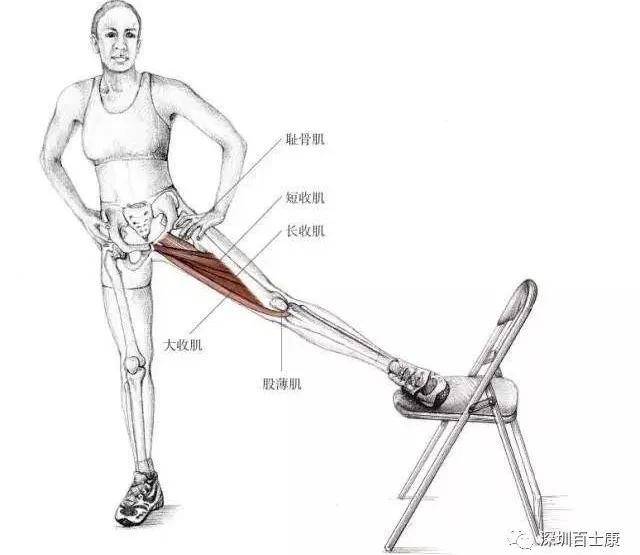 大腿内侧肌群称内收肌,其功用主要是使大腿内收,故双腿如果较长时间