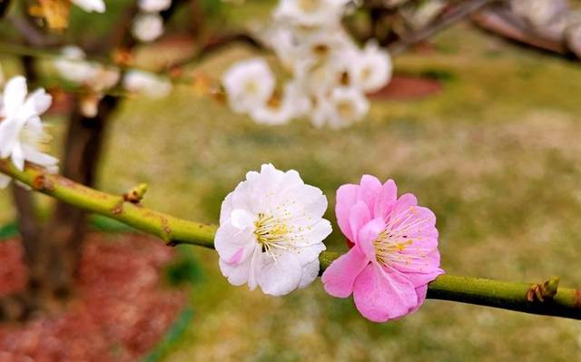 明长城遗址公园现双色桃花还有一朵花瓣上两个颜色