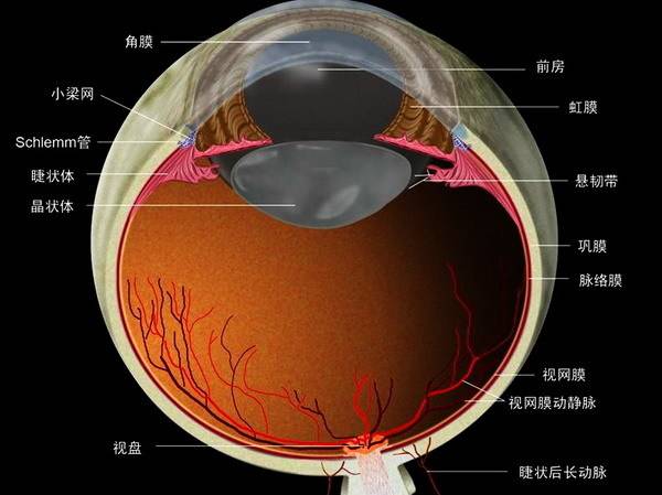 图眼球结膜的横截面图眼睛的泪道解剖图角膜的组织学结构图(lasik手术