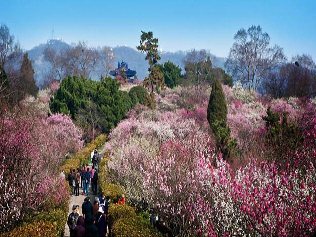 梅花山位于南京市玄武区紫金山南麓明孝陵景区内,是钟山风景名胜区