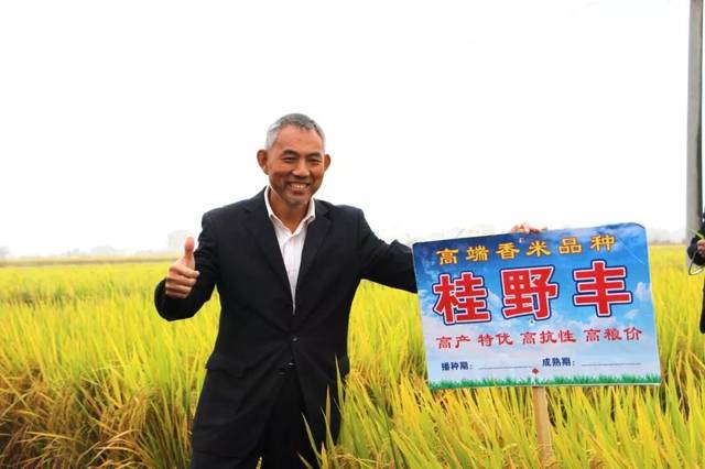 原创高端香稻品种桂野丰,好种,好管,易丰产,饭香好吃的优质稻品种