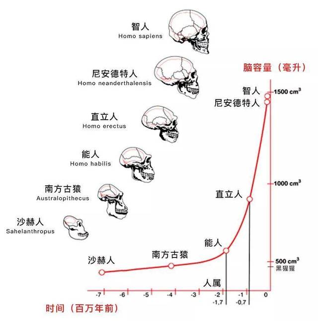 而更短的肠道意味着消耗更少的能量,这些多出来的能量刚好为大脑发育