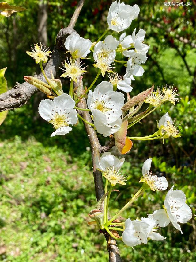 梨花淡白柳深青,大理洱源梨花村,遗世美丽