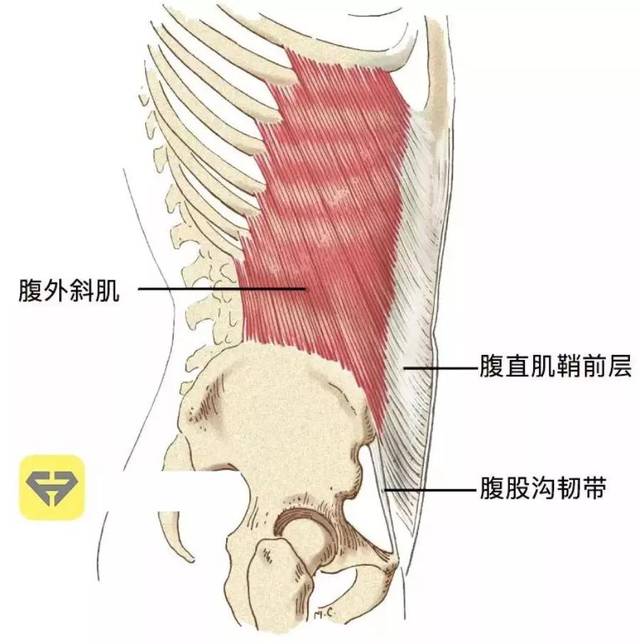 从肋骨开始,延伸到骨盆, 最下端连接到髂骨嵴,耻骨以及腹白线.