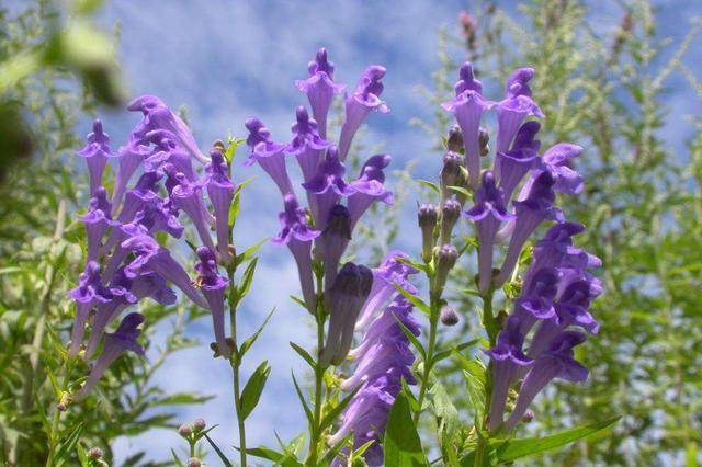 探秘《红楼梦"蘅芜苑"中的香草文化浅析