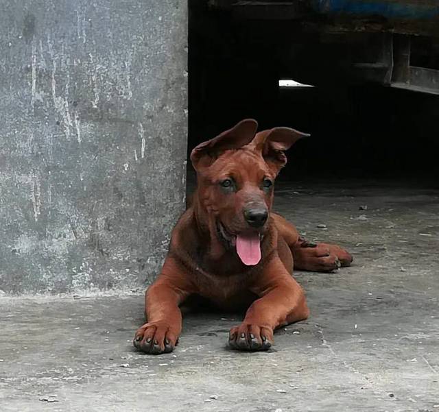 混血的湘西红狼犬,可击退凶残的狼群,也可猎杀彪悍的野猪