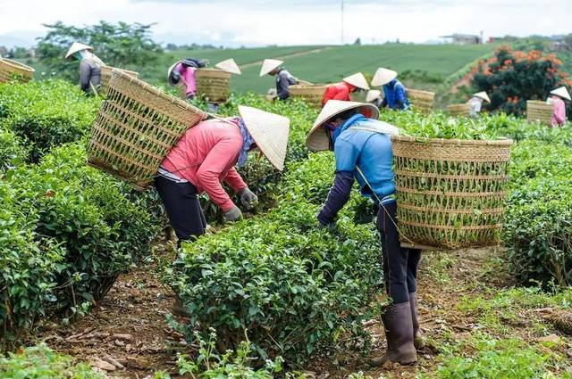 一洗枪旗二百年,宋朝茶痴的十首奇趣采茶诗