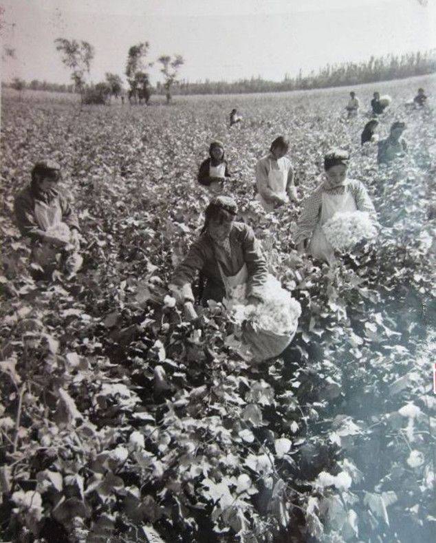 欣欣向荣的内蒙古草原:西乌珠穆沁旗阿拉坦郭勒公社巴拉根生产队在打