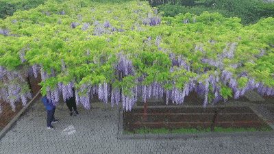 明天8:30嘉定紫藤园游览预约系统正式上线!4月5日起,入园必须预约!
