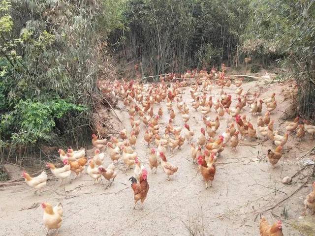 衡阳村民养殖的湘黄鸡因疫情滞销,1万多只鸡求带走!_手机搜狐网