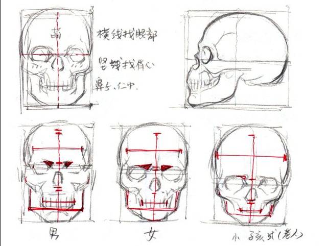 【人体绘画】人体头部结构难点解析及漫画应用