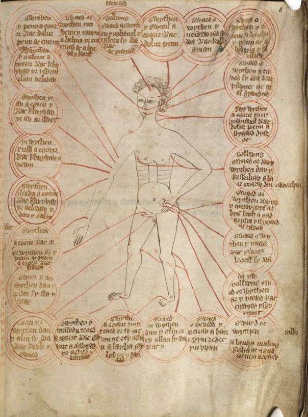 14世纪显示人体不同放血点以对应治疗不同疾病的挂图