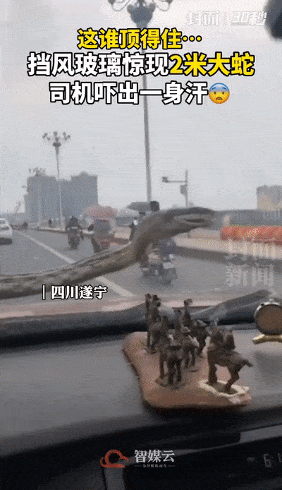 "了的视频在网上传开一段大蛇在汽车挡风玻璃上爬行四川遂宁4月1日