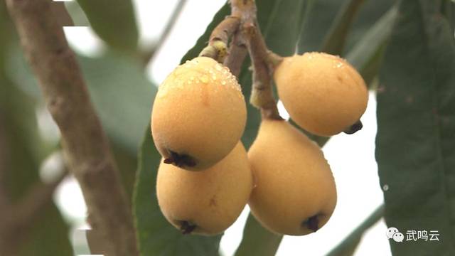 枇杷果怎么种植 6f9c65f717f8492e987af77fa5f60da3.jpeg