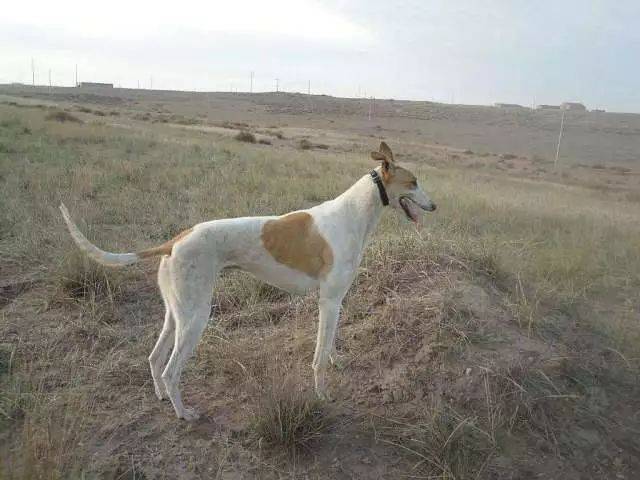 中国哮天犬,健美优雅不输洋狗