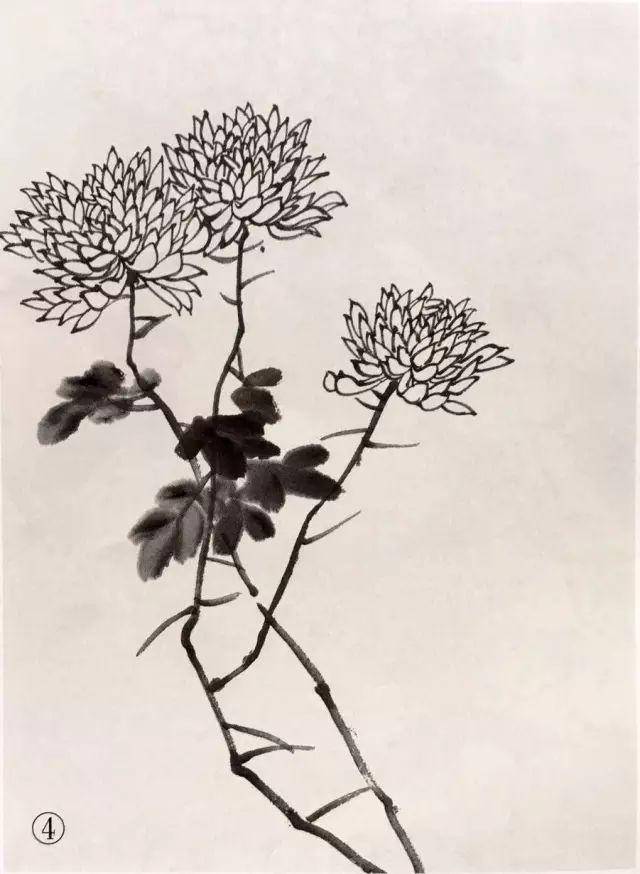 最全的 菊花 画法(附线描画谱)!