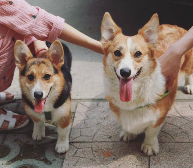 大家都知道柯基虽然是小型犬,但职业却是牧牛犬,天生精力旺盛,活泼