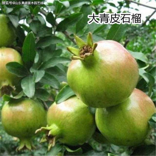 大青皮石榴苗品种介绍及特点冬季保护石榴树免受病虫害的小秘诀