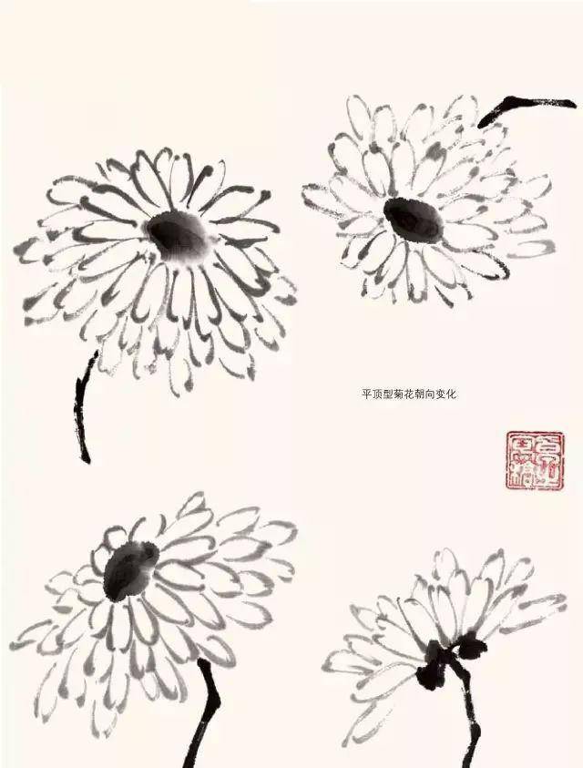 最全的 菊花 画法(附线描画谱)!