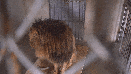 共有动物500多种 百鸟园,萌宠区,猛兽区 在这里与超多的动物遛弯