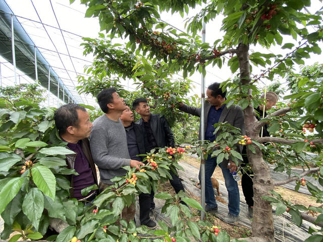 大荔"果然多多"种植家庭农场的"四大品牌"大棚樱桃提前一个月上市迎客