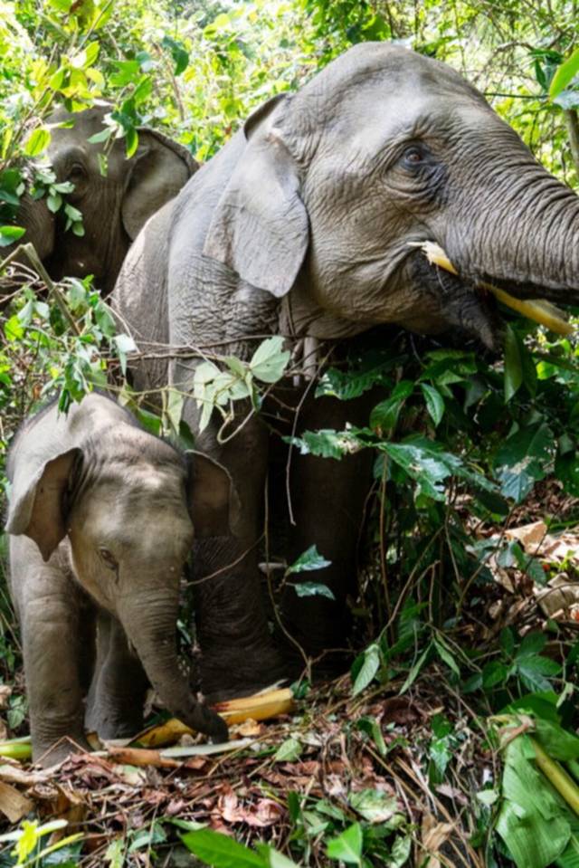 泰国——大象的生活