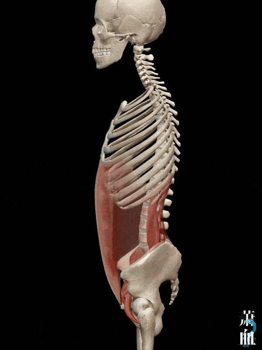 如果骨盆保持不动,则可以在体前抬腿, 如同v形姿势中,非常有力的支撑