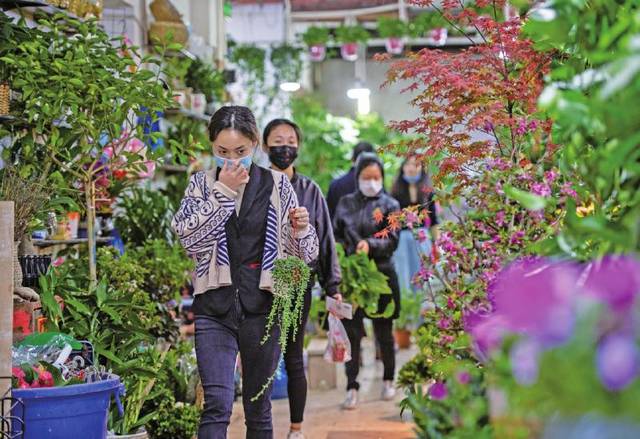 原创探访重庆九龙花鸟市场:鱼龟花易购 猫狗鸟难寻