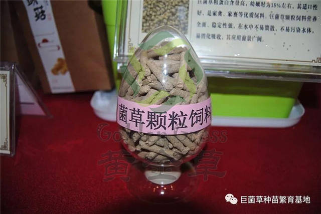 巨菌巨菌草饲料生猪玉米 平台声明 转载自原创文章:《生猪养殖逐渐