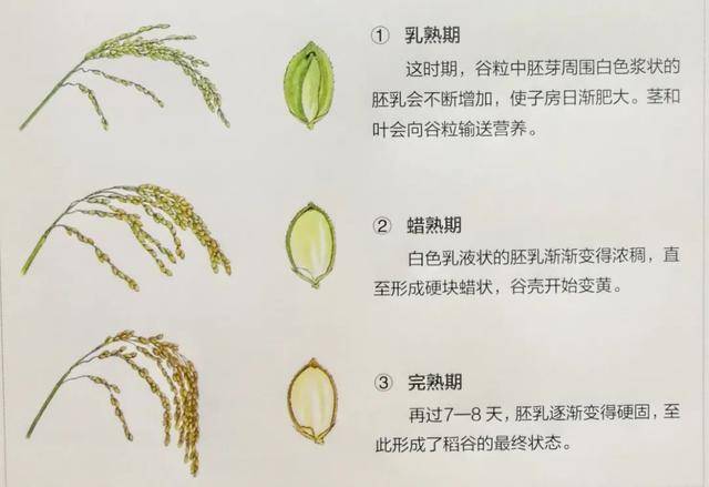 四季农耕课丨这篇文章,就能完整看到水稻的一生