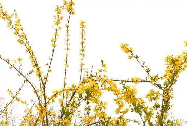 春天来临,百花齐放,一起来看看国画迎春花的画法