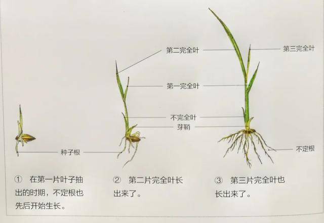 四季农耕课丨这篇文章,就能完整看到水稻的一生