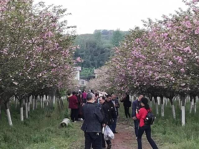 达州人间四月天,踏青赏花正当时!