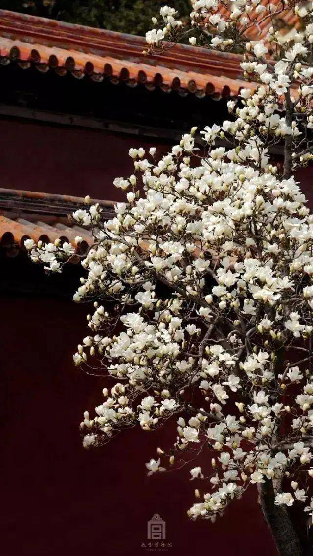 " 承乾宫,寿康宫 "玉容寂寞泪阑干,梨花一枝春带雨.