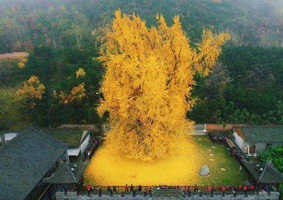 中国国树——银杏树