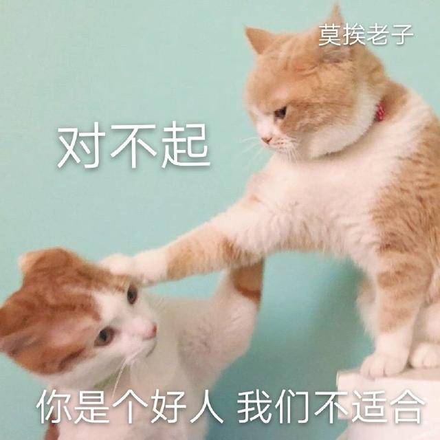 猫咪表情包合集|我小猫咪的心好痛