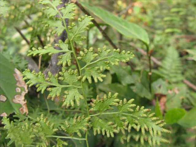 金钱草这种药材对于人体具有消肿,抑菌,排石等作用,对于结石也是有