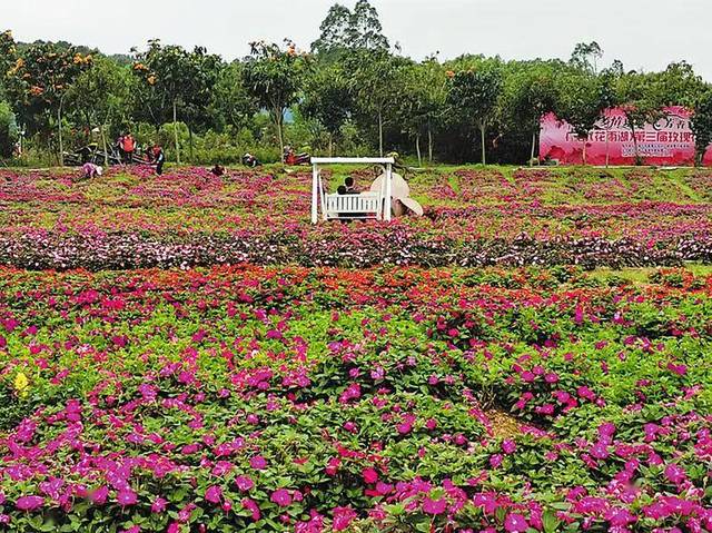 南宁花雨湖生态休闲旅游区办公室主任陆鲜梅介绍,现在正值春暖花开之