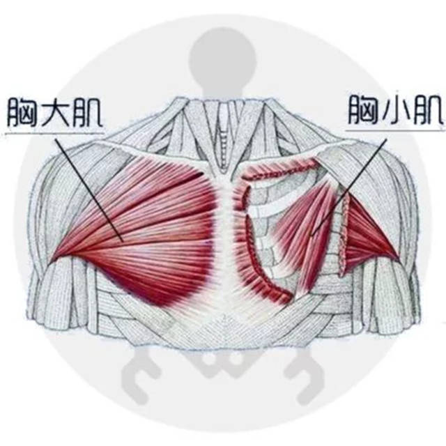 第二:胸小肌:胸小肌位于胸大肌的深面.