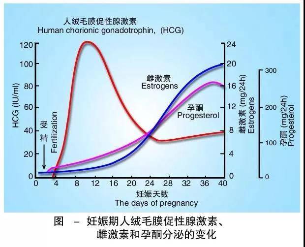 早孕期,血hcg值如何翻倍才正常?